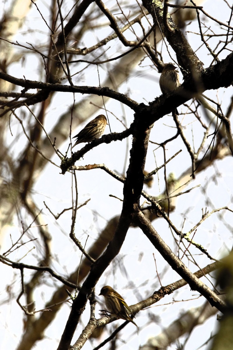 Pine Siskin - ML644158644