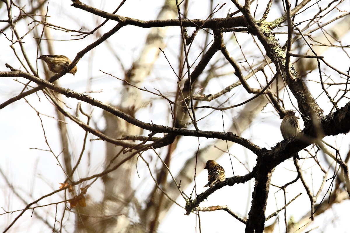 Pine Siskin - ML644158645