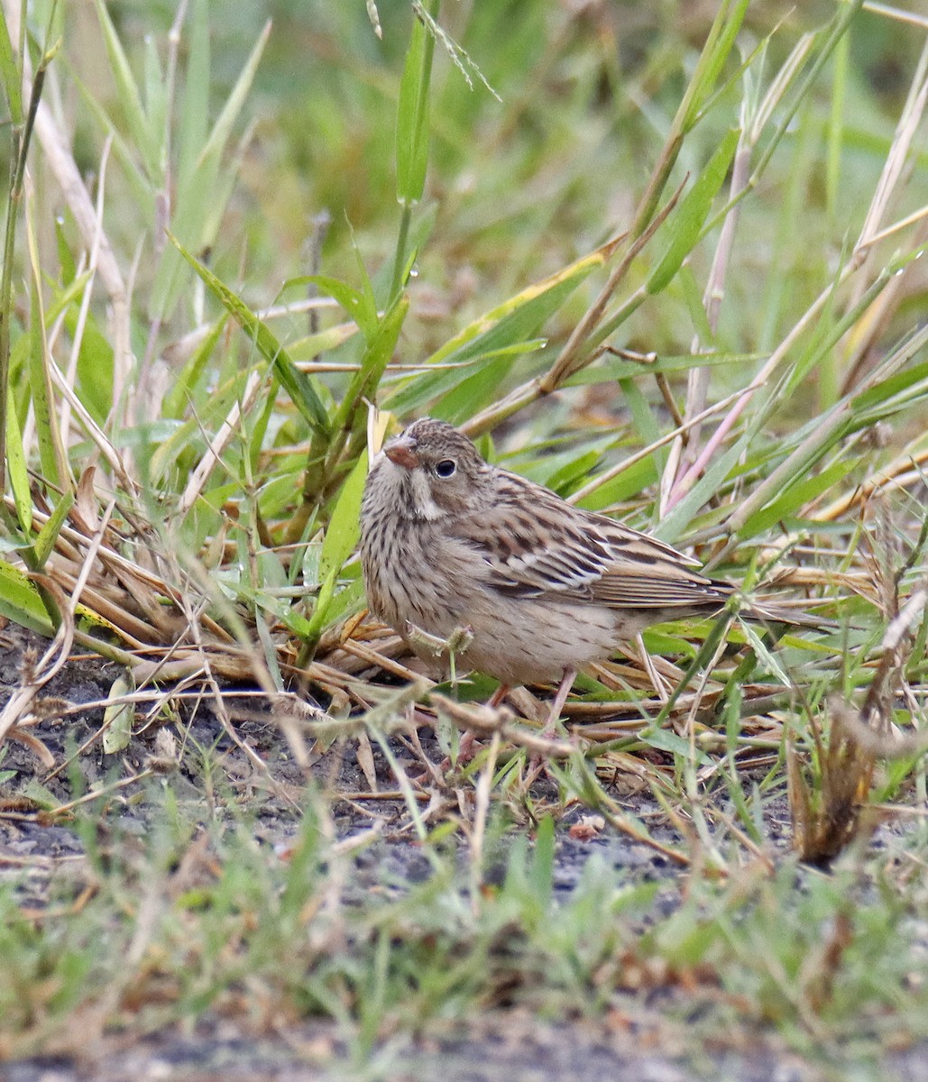 Ortolan Bunting - ML644158659