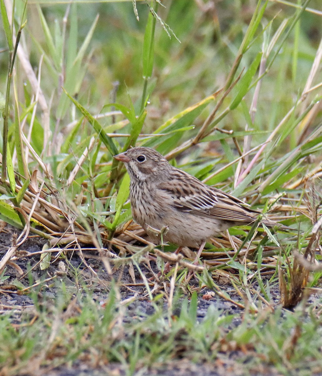 Ortolan Bunting - ML644158660