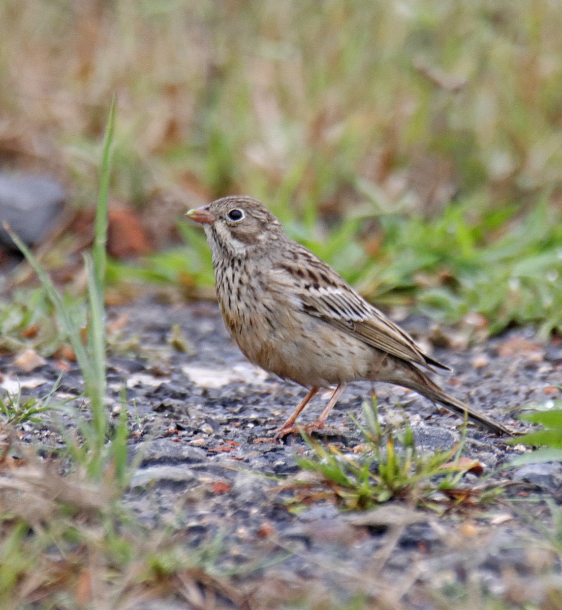 Ortolan Bunting - ML644158661