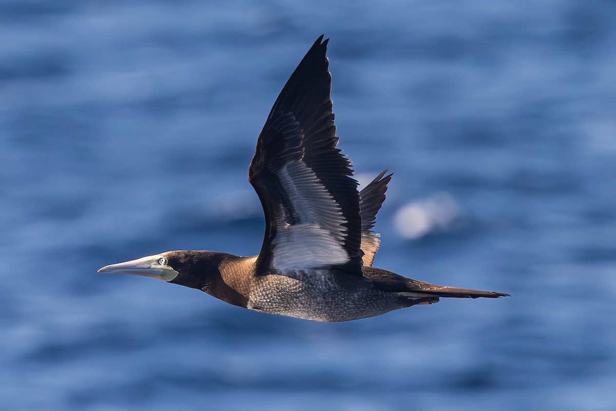Brown Booby - ML644158664