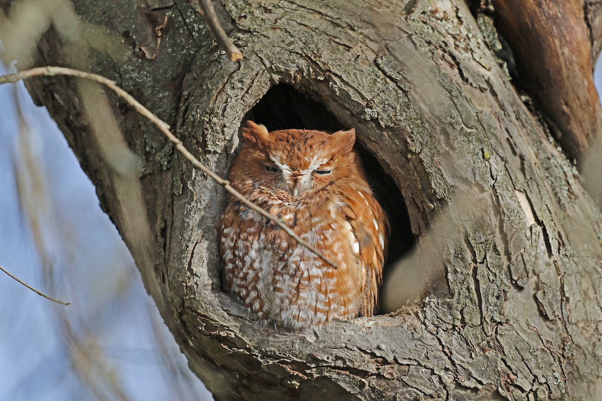 Eastern Screech-Owl - ML644158666