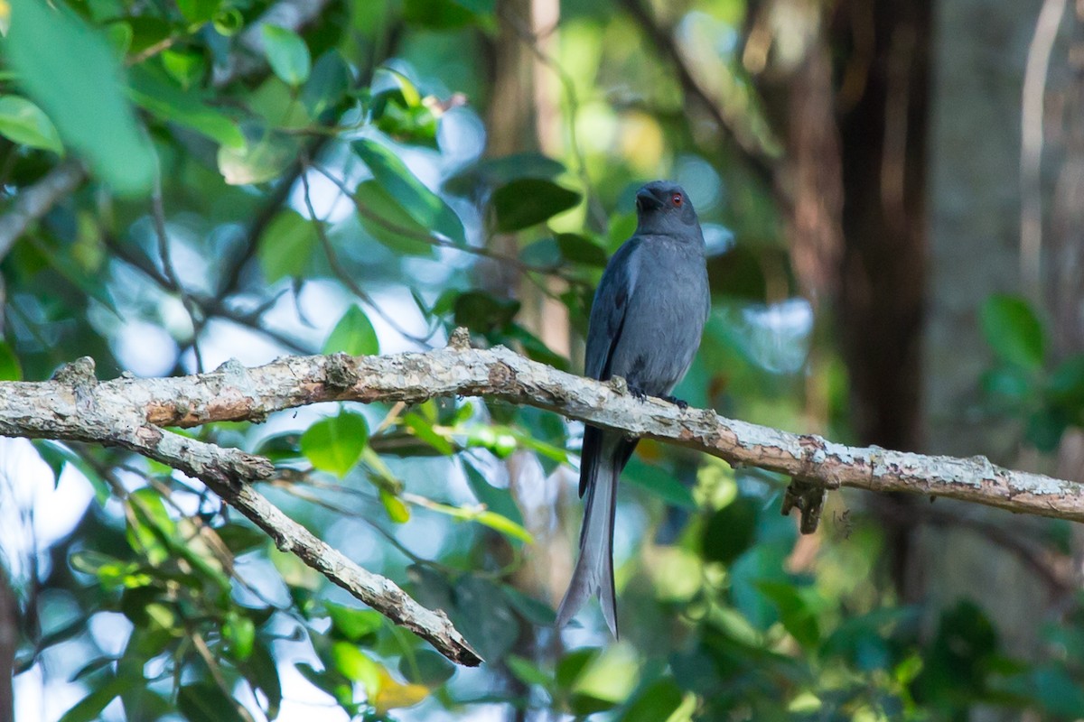 Ashy Drongo (Sooty) - ML644158668