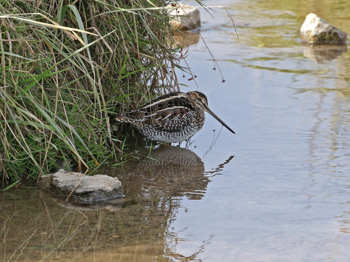 Wilson's Snipe - ML644158678