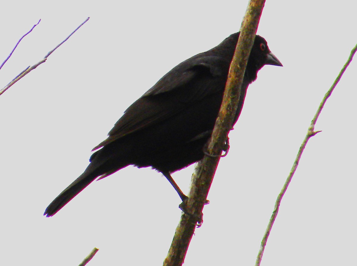 Bronzed Cowbird - ML644158681