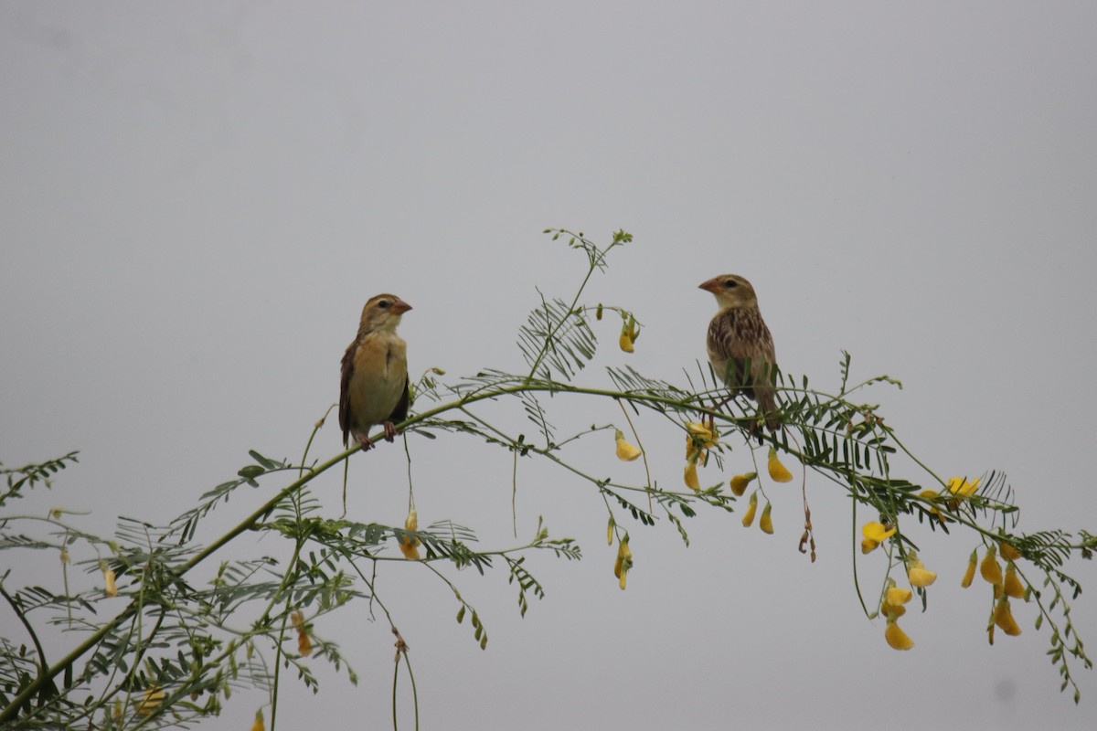 Baya Weaver - ML644158684