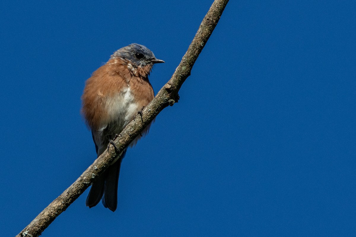 Eastern Bluebird - ML644158685