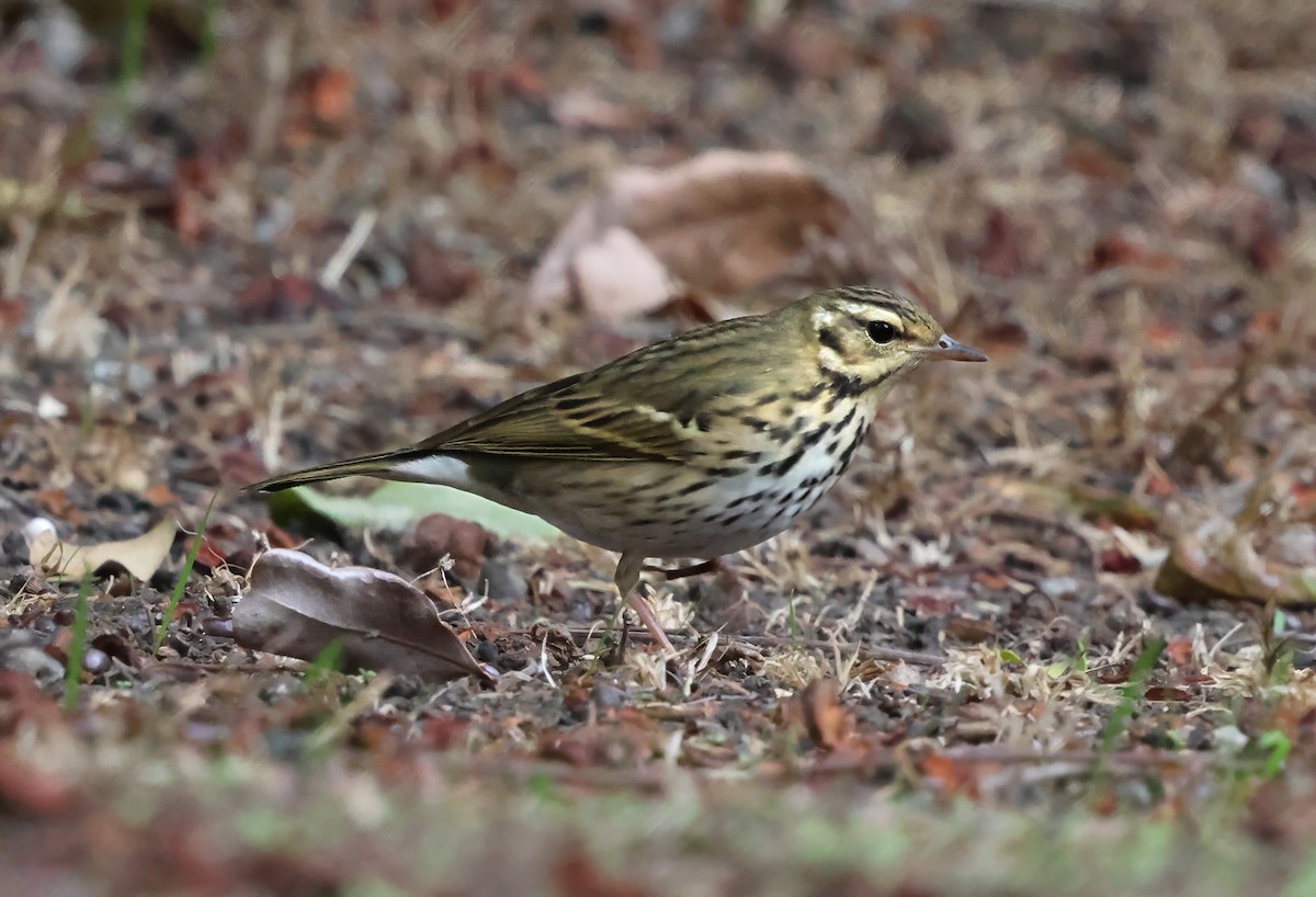 linduška olivová - ML644158687