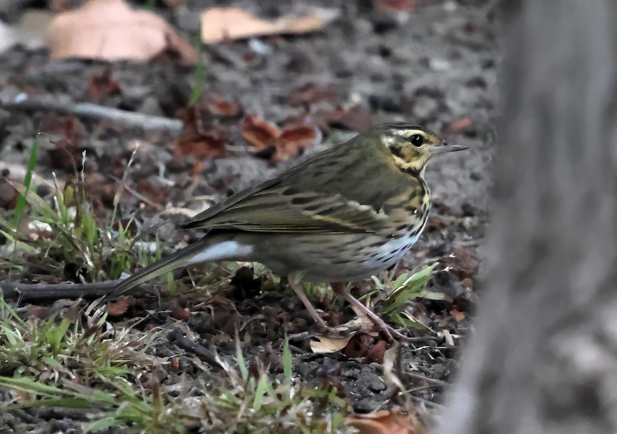 linduška olivová - ML644158688