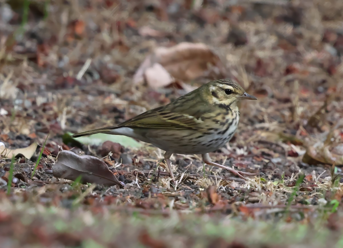 linduška olivová - ML644158689