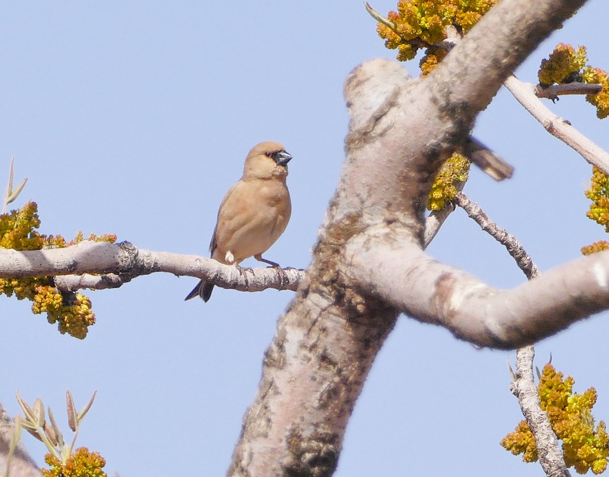 Desert Finch - ML644158703