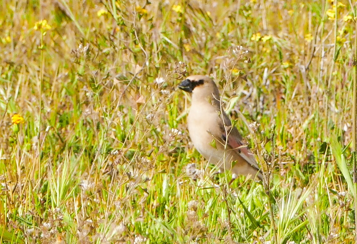 Desert Finch - ML644158704