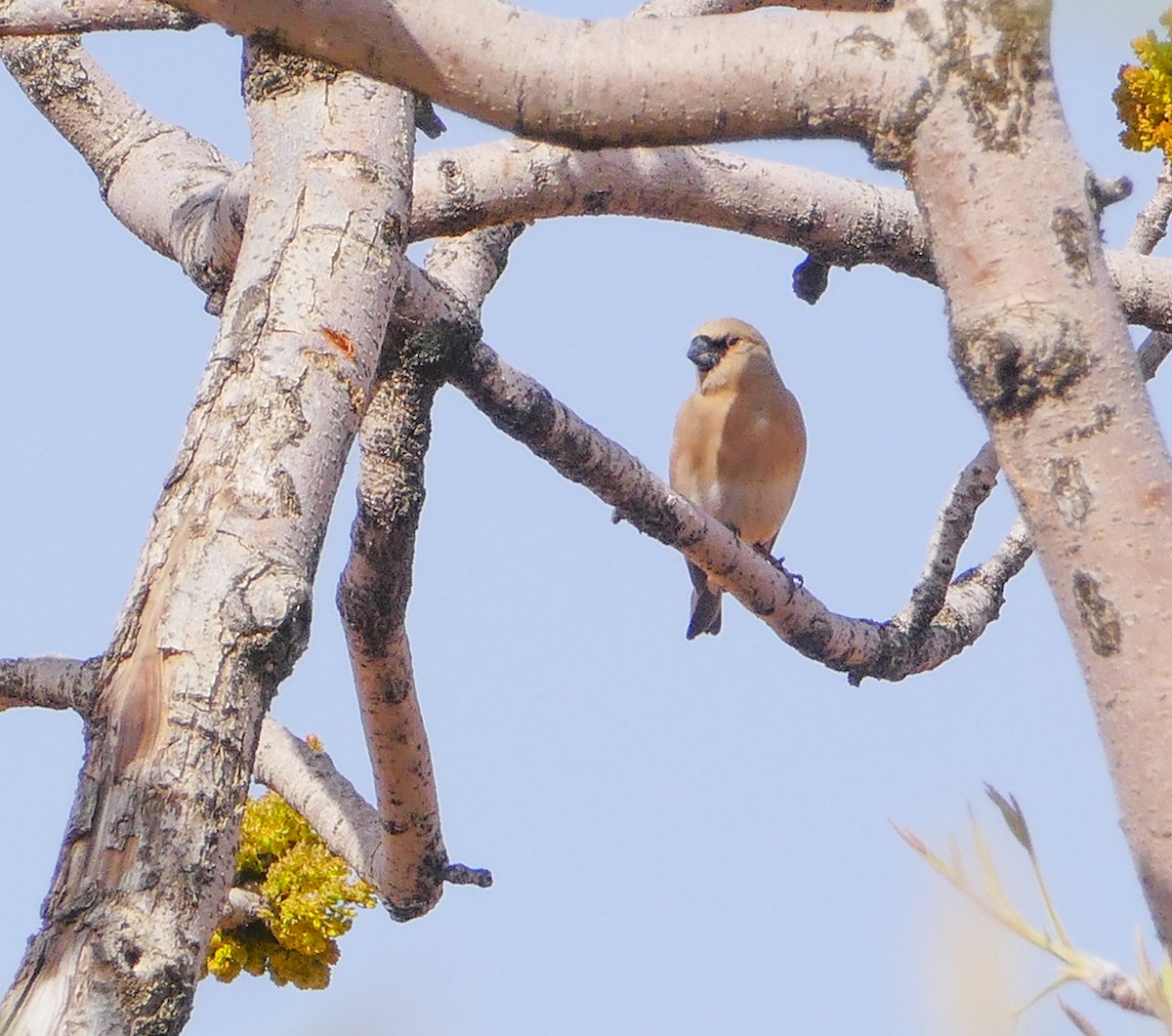 Desert Finch - ML644158705