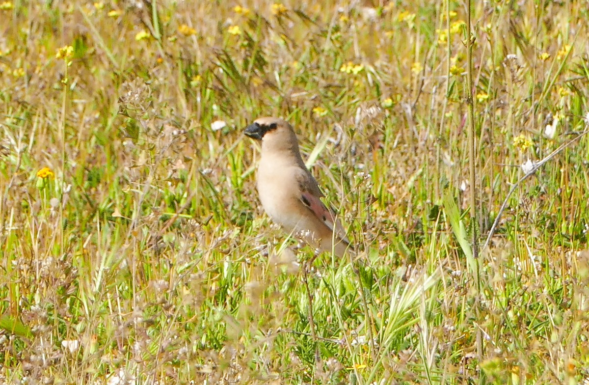Desert Finch - ML644158706