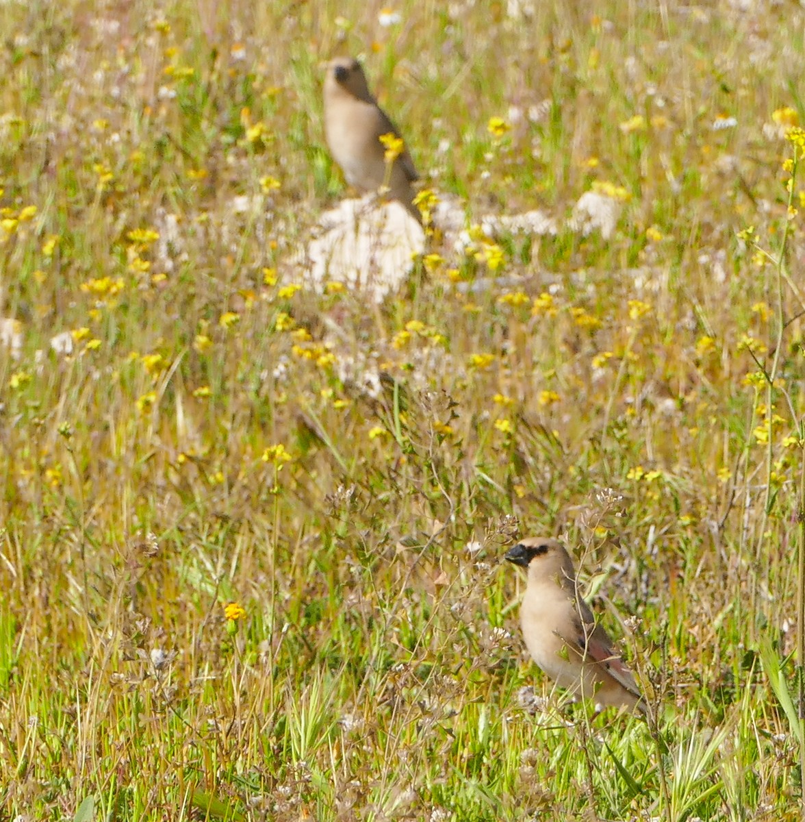 Desert Finch - ML644158708