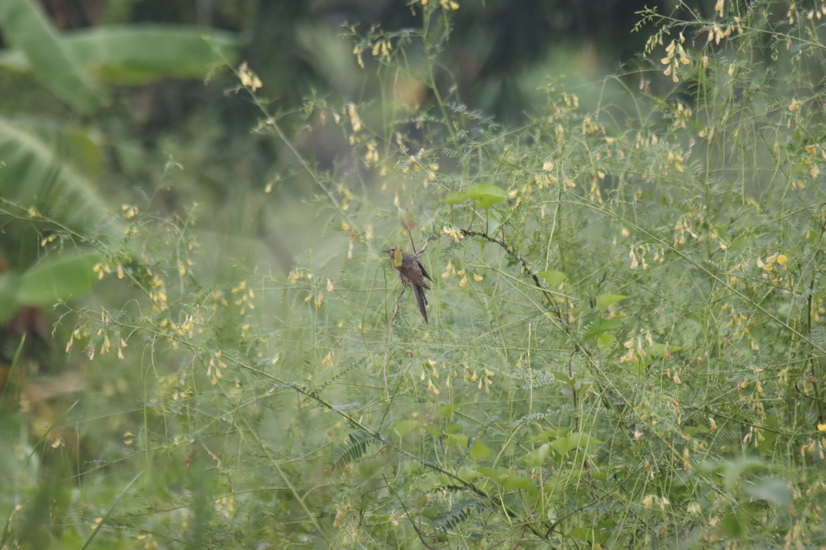 Plaintive Cuckoo - ML644158712