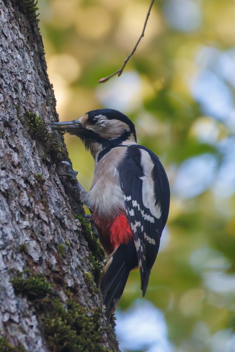 Great Spotted Woodpecker - ML644158714