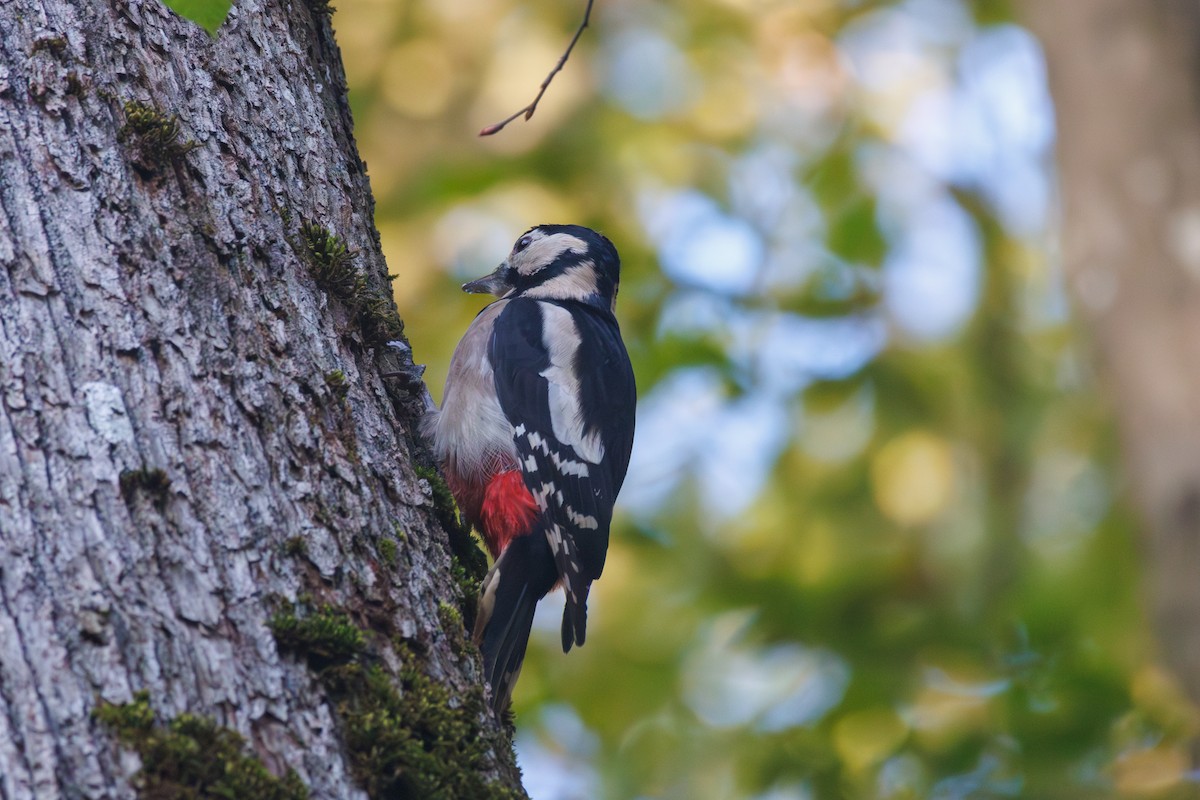 Great Spotted Woodpecker - ML644158715
