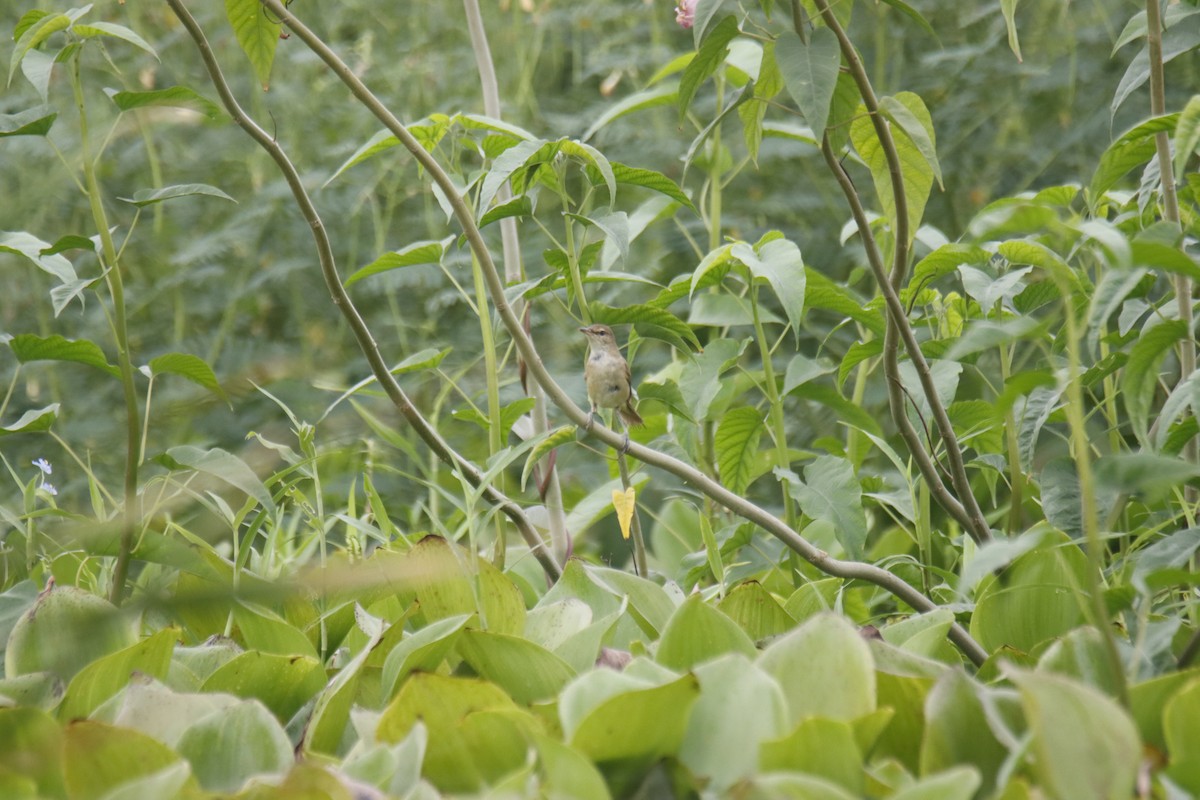 Clamorous Reed Warbler - ML644158735