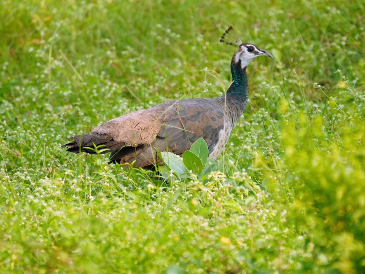 藍孔雀 - ML644158747