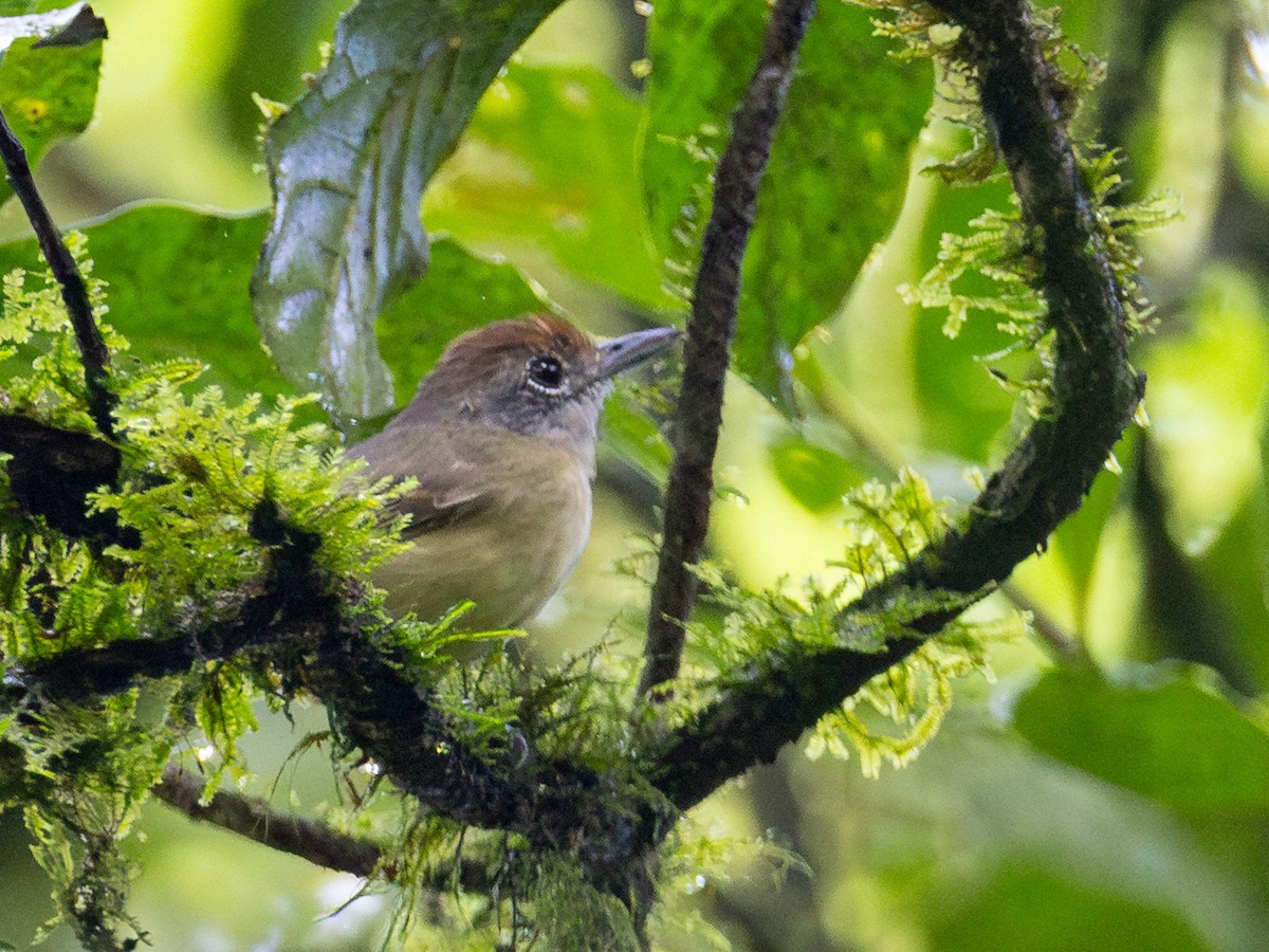 Plain Antvireo - ML644158753