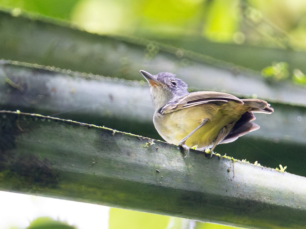 Plain Antvireo - ML644158754
