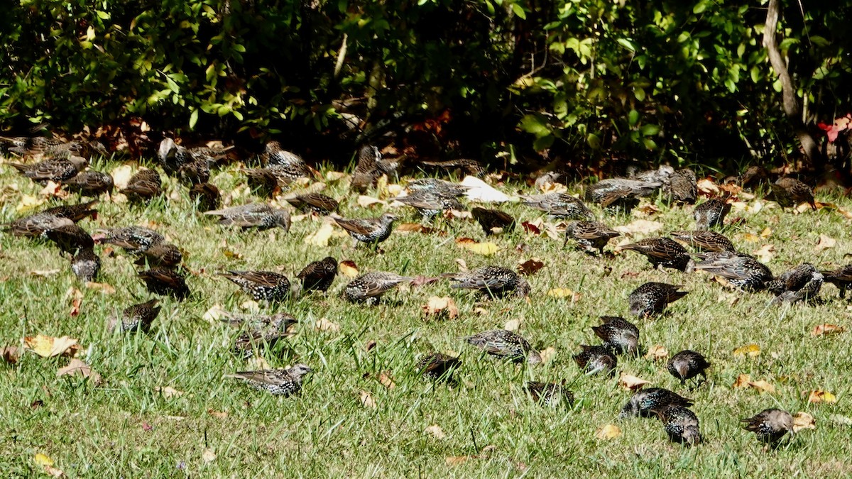 European Starling - ML644158757