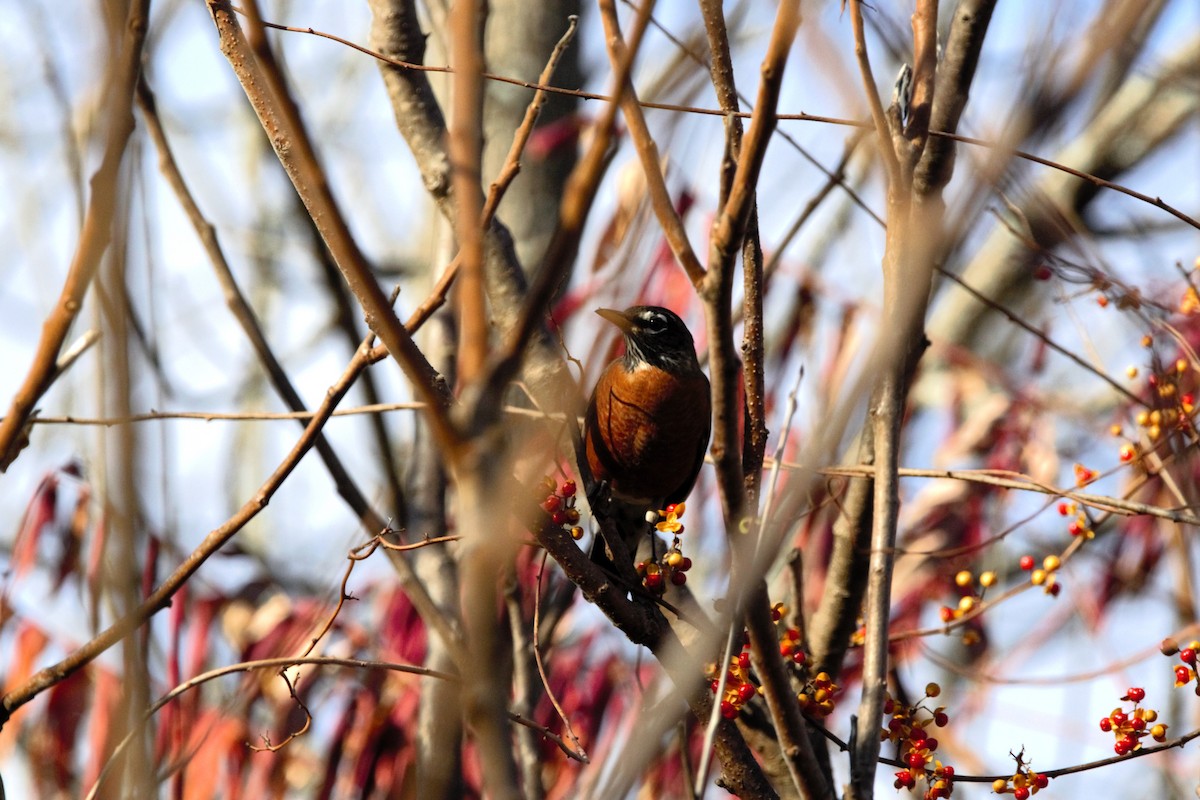 American Robin - ML644158759