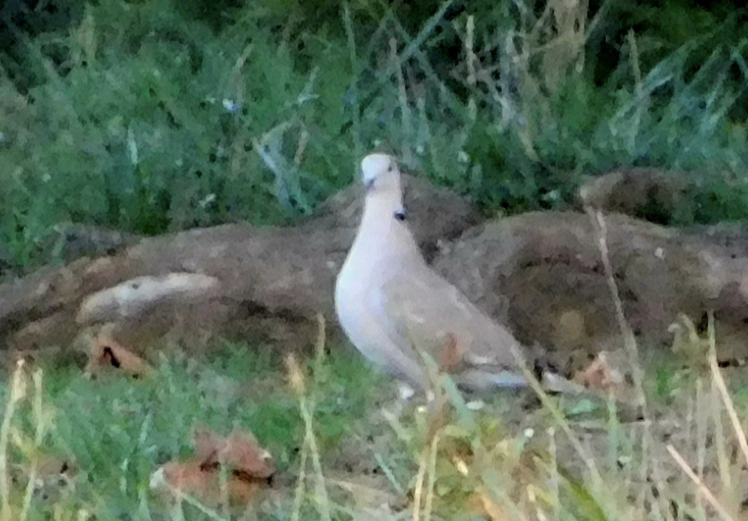 Буулгат хүүрзгэнэ - ML644158771