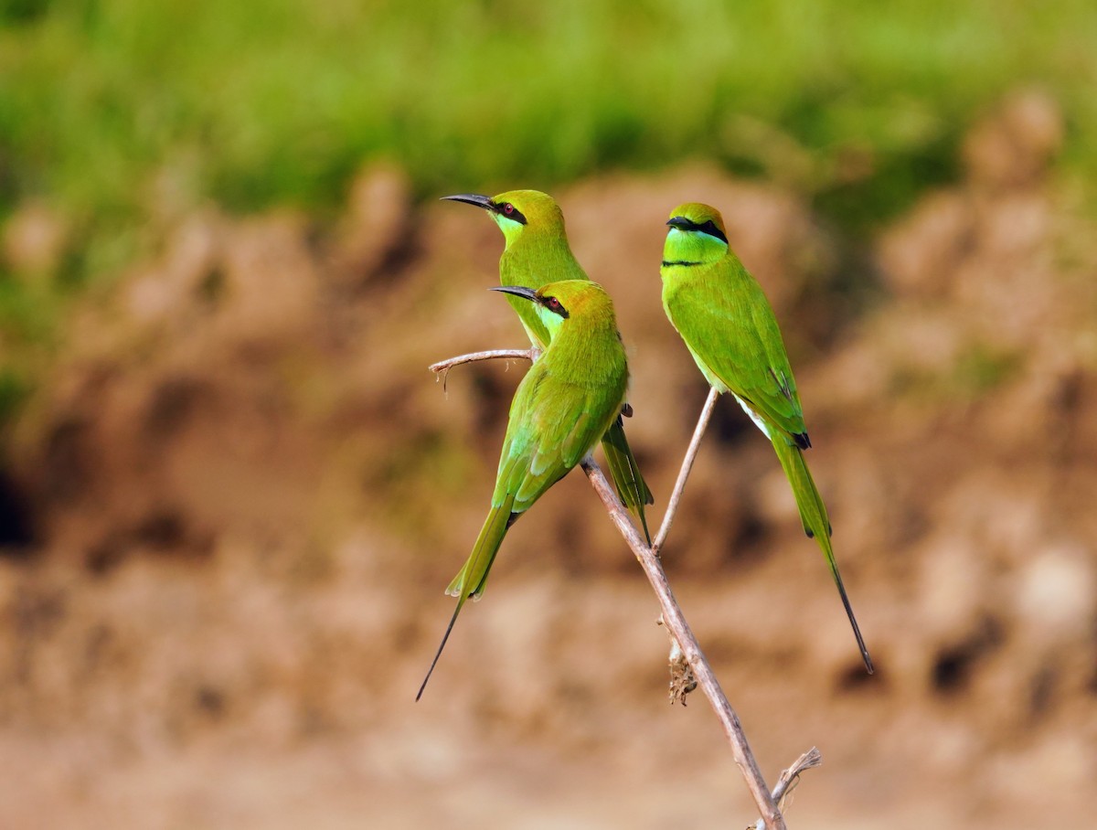Asian Green Bee-eater - ML644158775