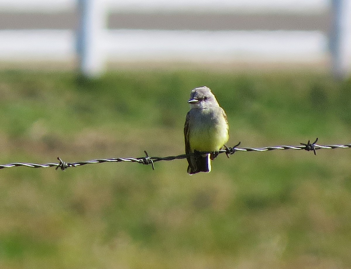 Western Kingbird - ML644158780