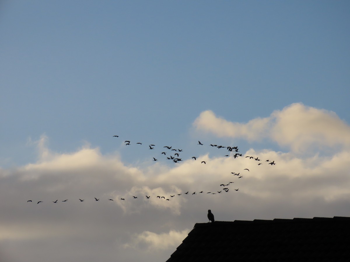 Common Crane - ML644158782