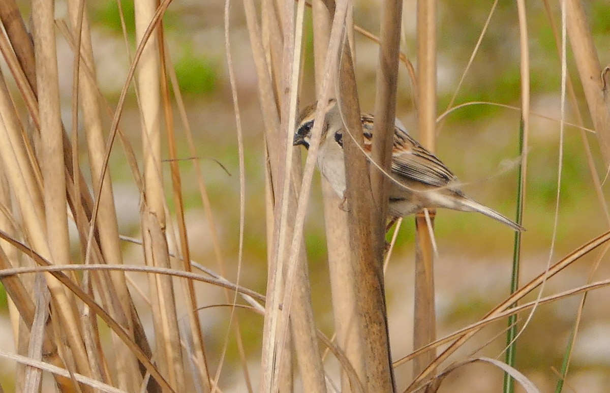Dead Sea Sparrow - ML644158783