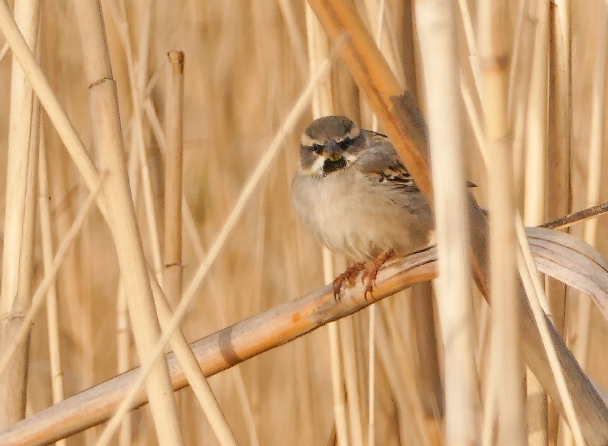 Dead Sea Sparrow - ML644158784