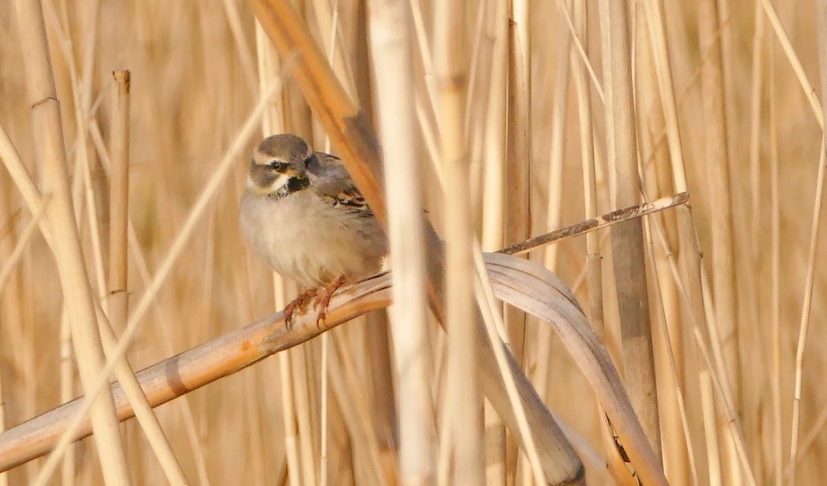 Dead Sea Sparrow - ML644158785