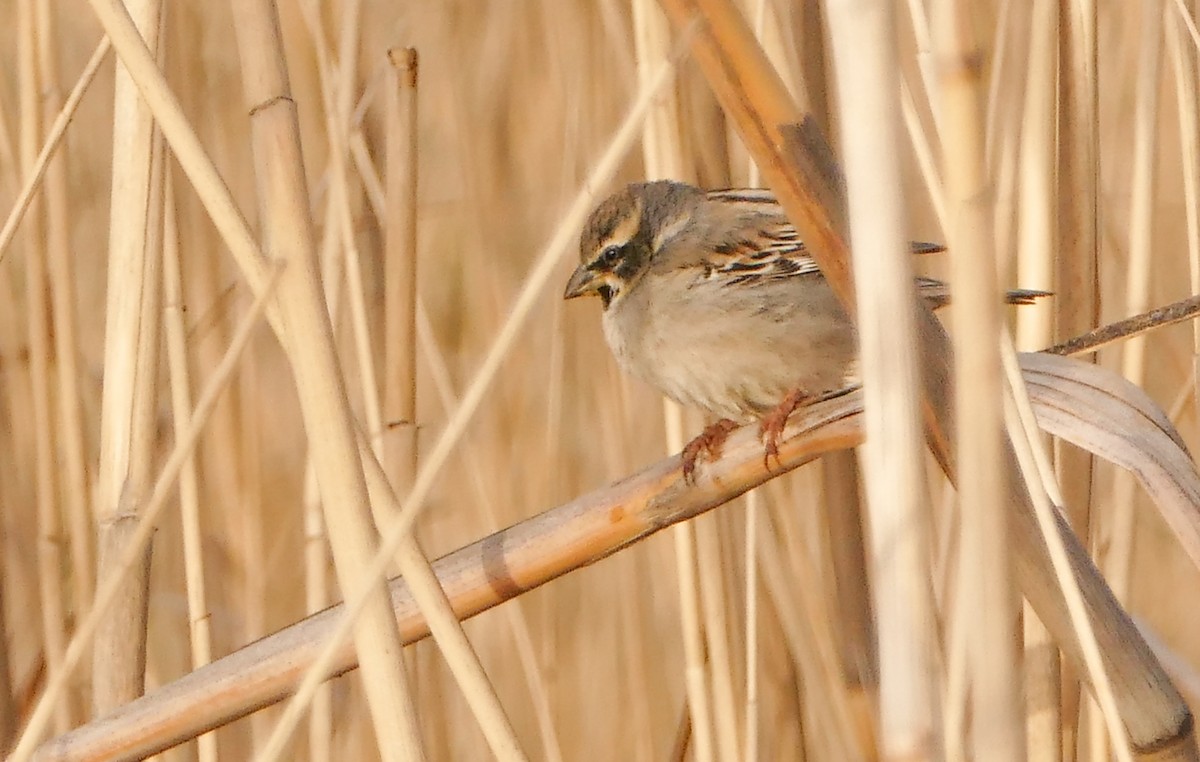 Dead Sea Sparrow - ML644158786