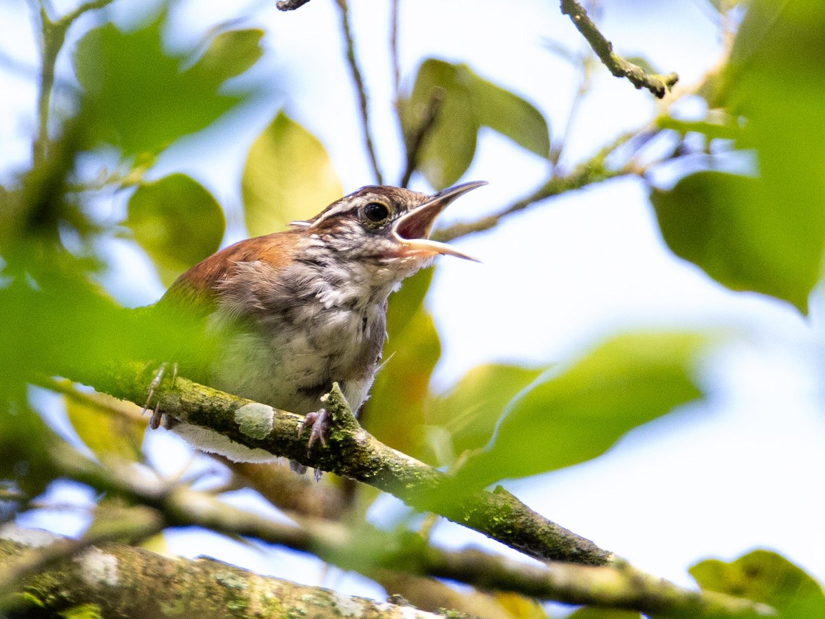 Rufous-and-white Wren - ML644158823