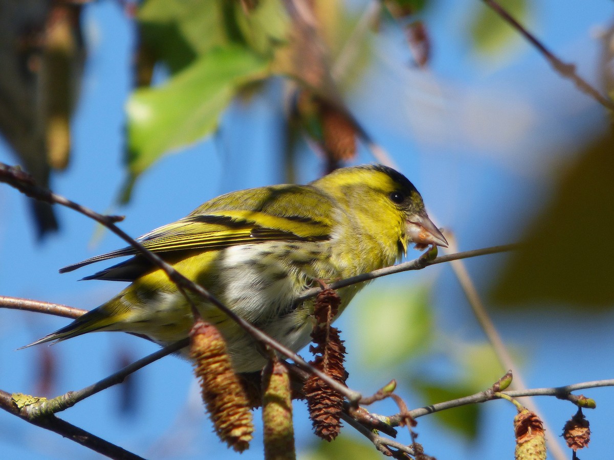 Eurasian Siskin - ML644158825