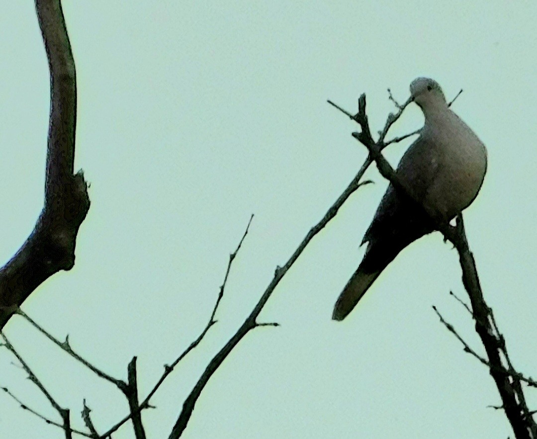 Буулгат хүүрзгэнэ - ML644158829