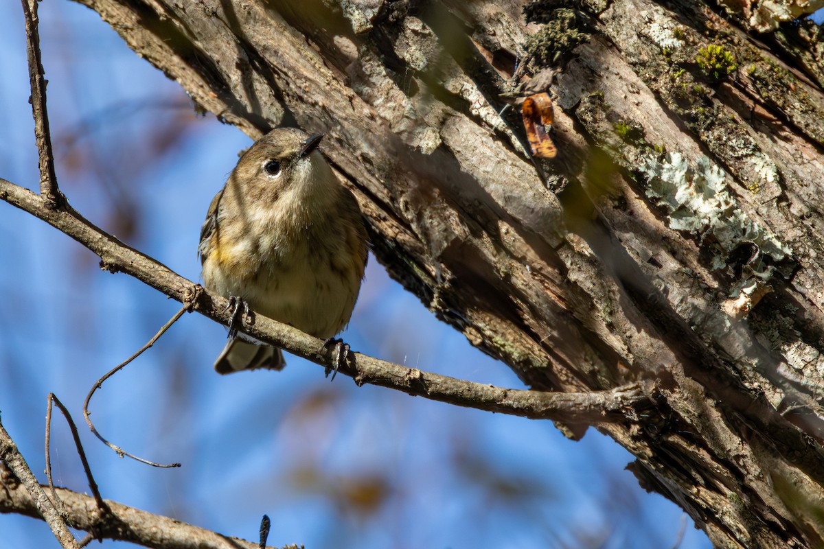 Yellow-rumped Warbler - ML644158831