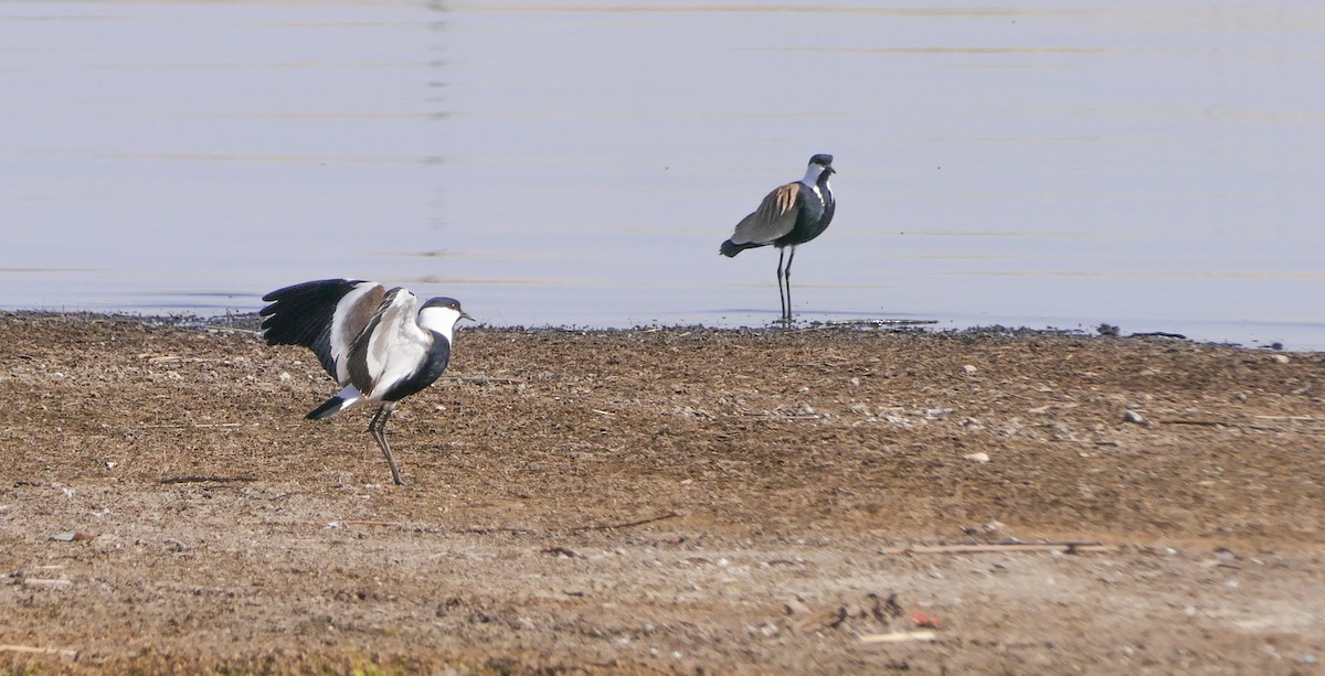 Vanneau à éperons - ML644158847