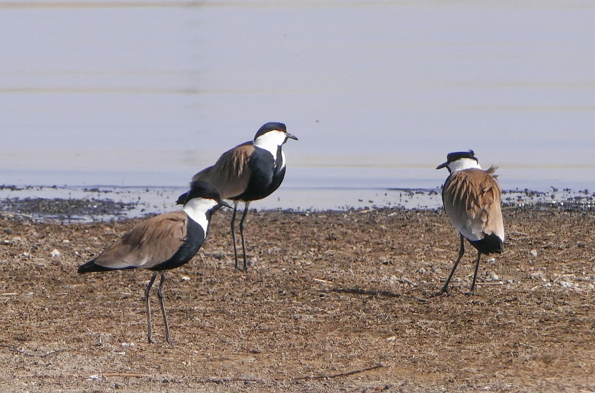 Vanneau à éperons - ML644158848