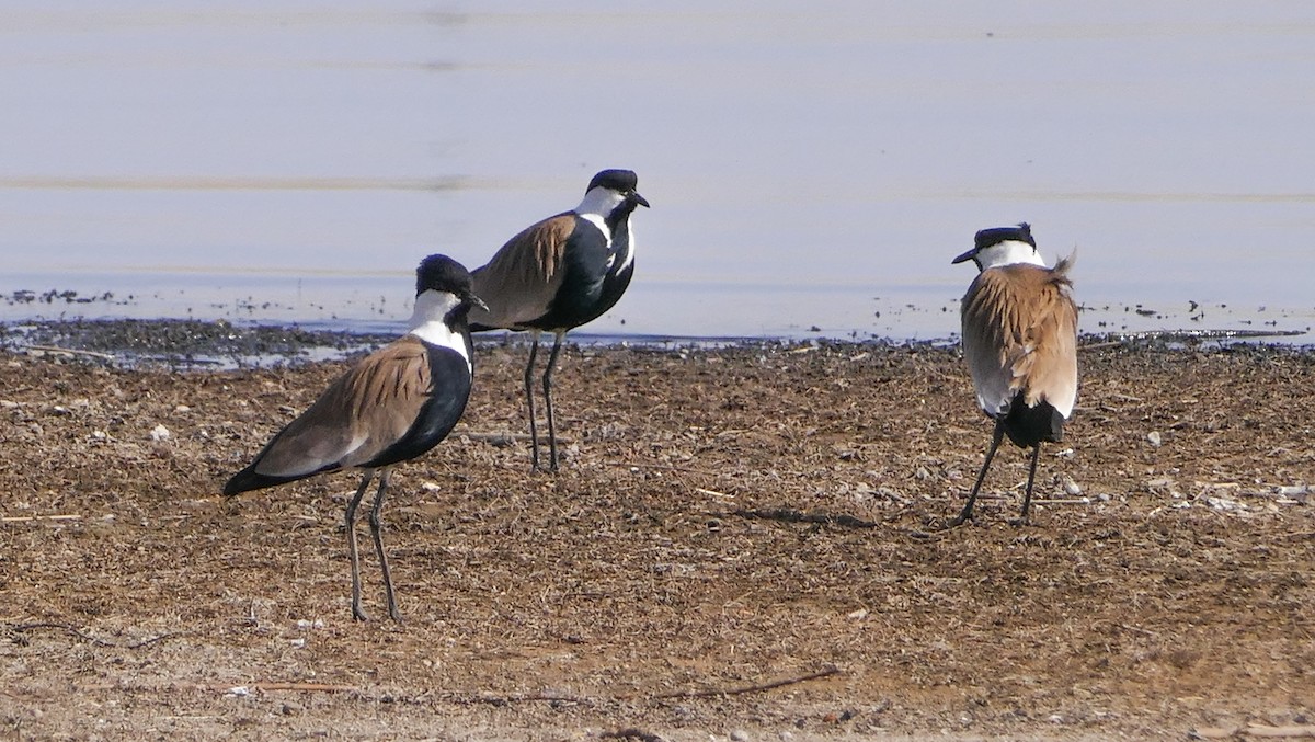 Vanneau à éperons - ML644158849