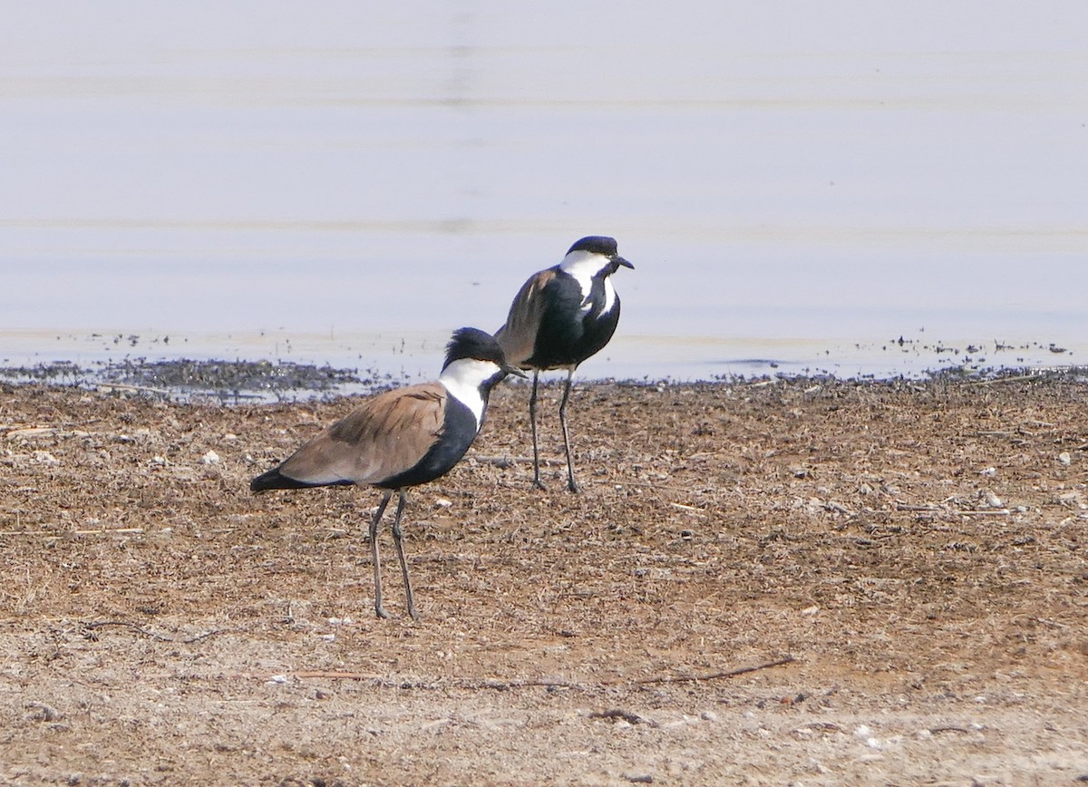 Vanneau à éperons - ML644158852