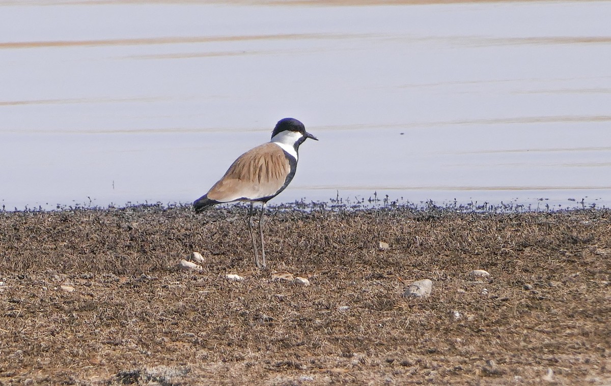 Vanneau à éperons - ML644158853