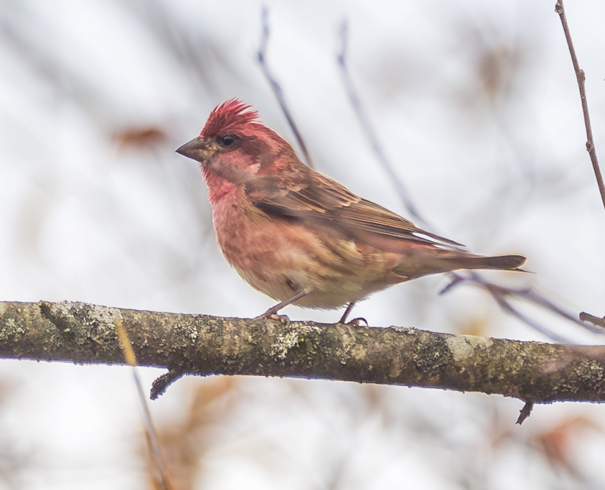Purple Finch - ML644158859