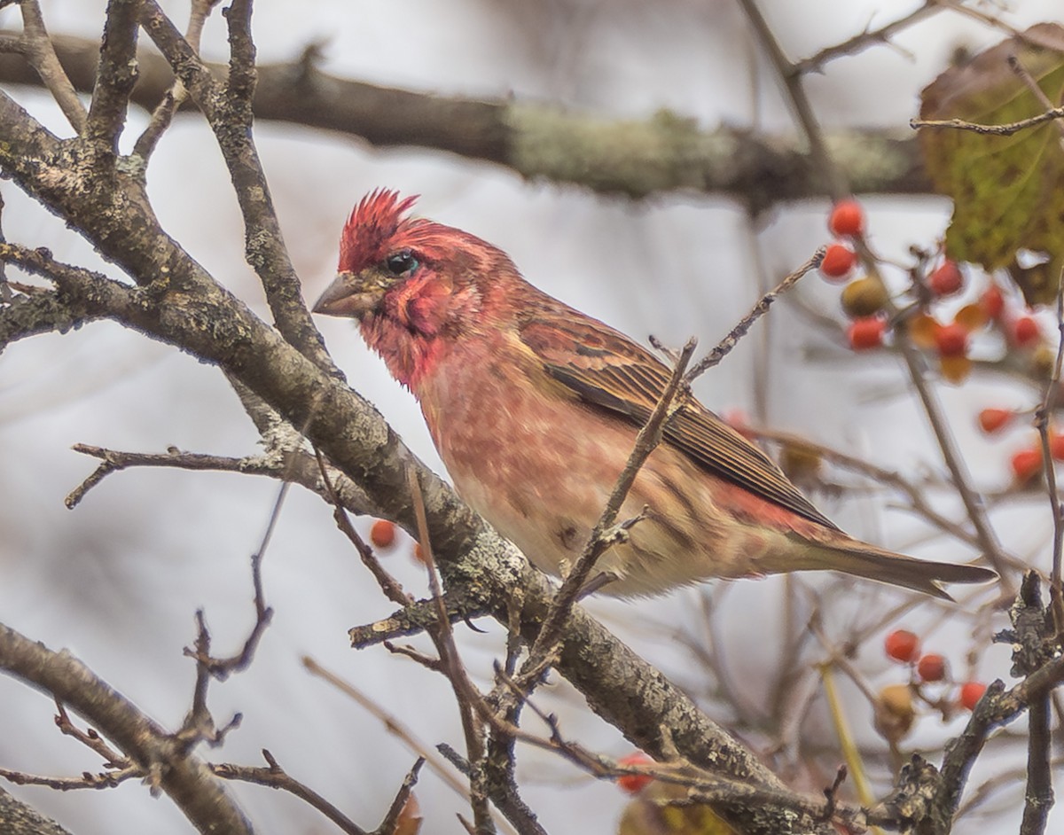 Purple Finch - ML644158860