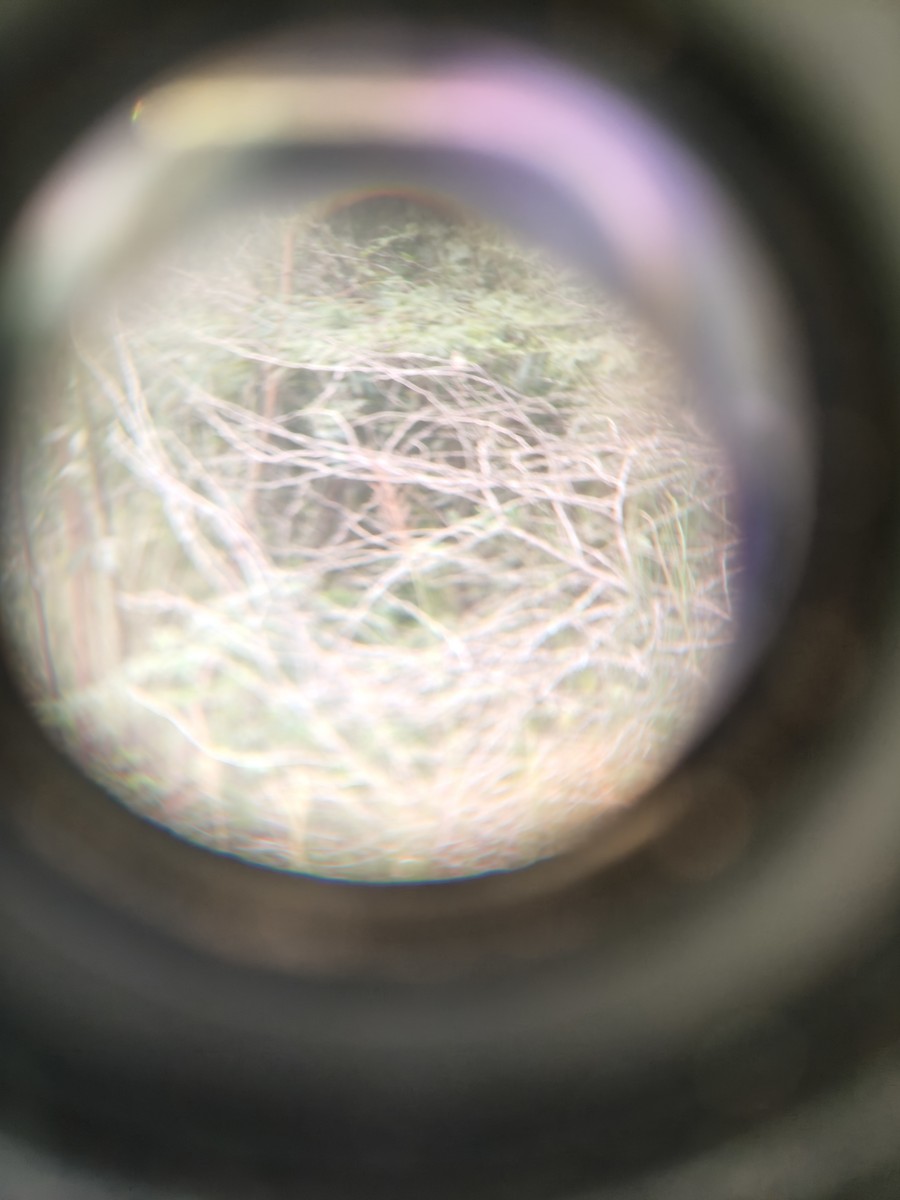 Lesser Whitethroat - ML644158864