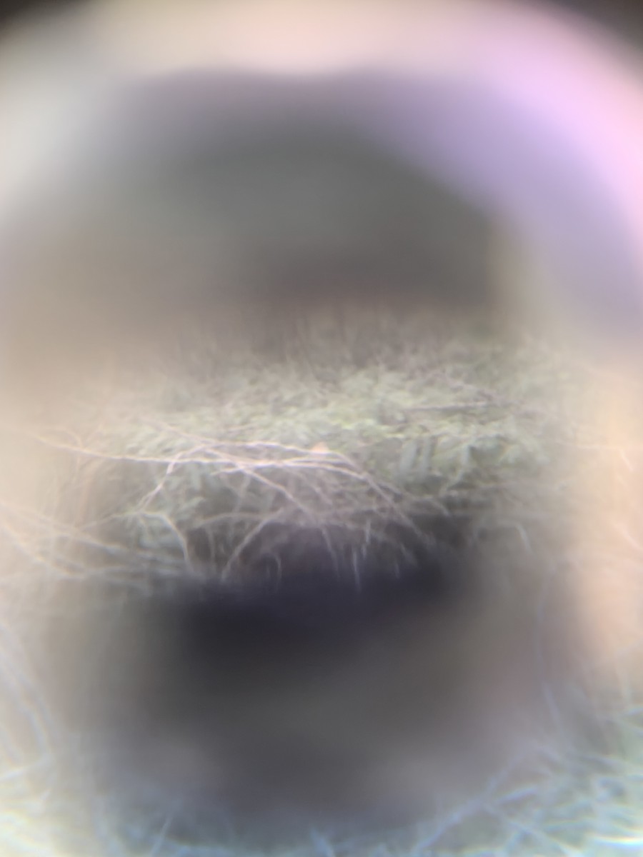 Lesser Whitethroat - ML644158865